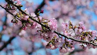 Spring means The Return of Cherry Blossoms - Mùa Hoa Anh Đào DC