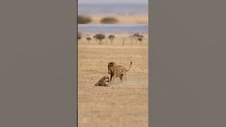 Helpless Hyena Faces The Wrath Of A Powerful Lion