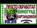 🍇 А ты ЭТО знаешь. МАРГАНЦОВКА в ПОМОЩЬ на винограде! Я не ВЕРЮ! Перманганат калия против милдью.