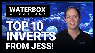 Top 10 Inverts For Your Marine Aquarium