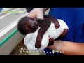 【東山動植物園公式】ナマケモノの赤ちゃんがまたまた生まれました。《 フタユビナマケモノ　ナマケモノ 》