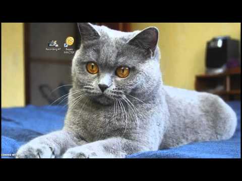 Как перевести видео из одного формата в другой. Видео Мастер