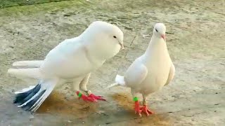 Племенные голуби танцую!!! Tribal pigeons dance!!!