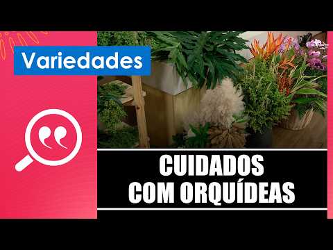 Aprenda a cuidar de orquídeas com o florista Roberto Rabello – 26/03/26