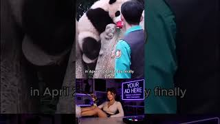 Animals : FU BAO 🐼 A Grandpa’s Panda Story. #shorts #fubao #animals #love #panda