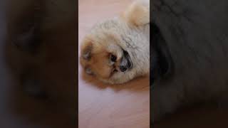 Kebahagiaan kecil setiap hari.Subscribe for pet joy.#AkiruPet