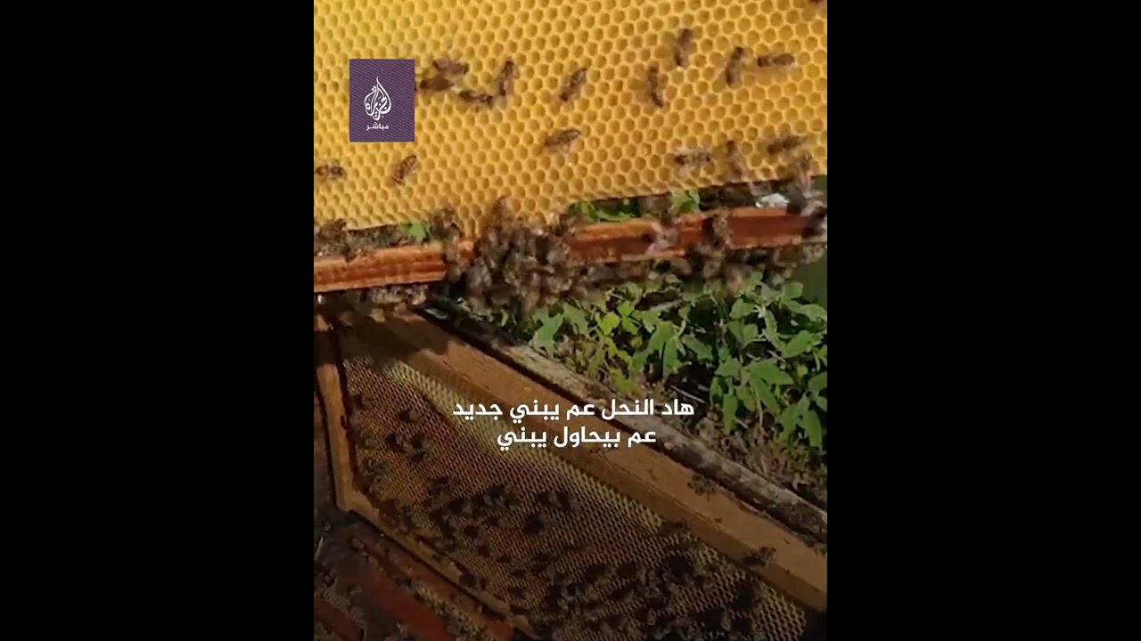 كيف يعمل عالم النحل لإرضاء الملكة؟