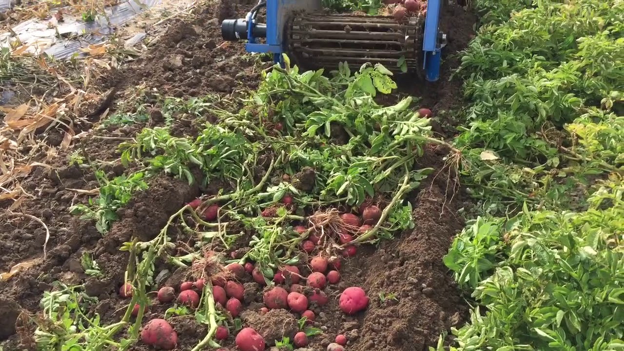 US Small Farm Equipment Potato Digger YouTube