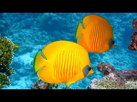 أسماك الشعاب المرجانية الجميلة الاسترخاء حوض أسماك المحيط مغامرة البحر تحت الماء