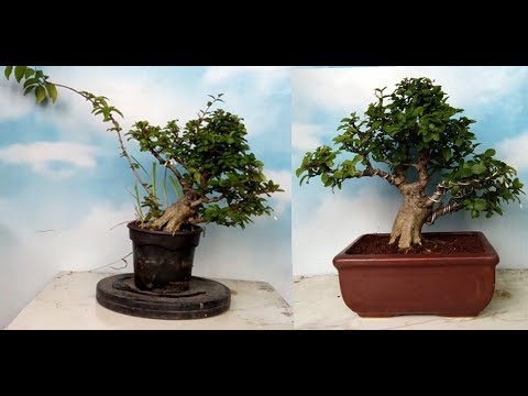  Pembentukan Sederhana Bahan Bonsai Anting Putri YouTube