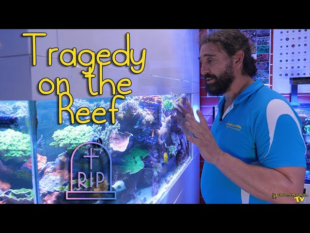 Tragedy on the Reef | Gallery Aquatica TV class=