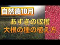 【自然農10月】大根の種の植え方・アズキの収穫