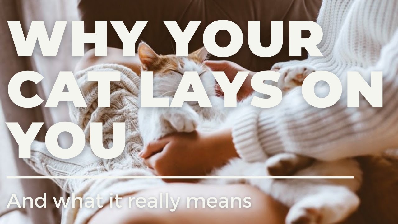 Why Your Cat Lays On You And What It Really Means YouTube Why Your Cat Lays On You And What It Really Means YouTube