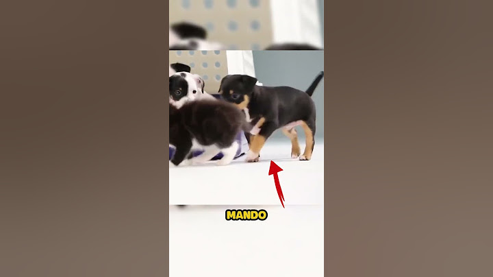 ¡Perros y Gatos Se Encuentran Por Primera Vez y Pasa Algo INCREÍBLE!