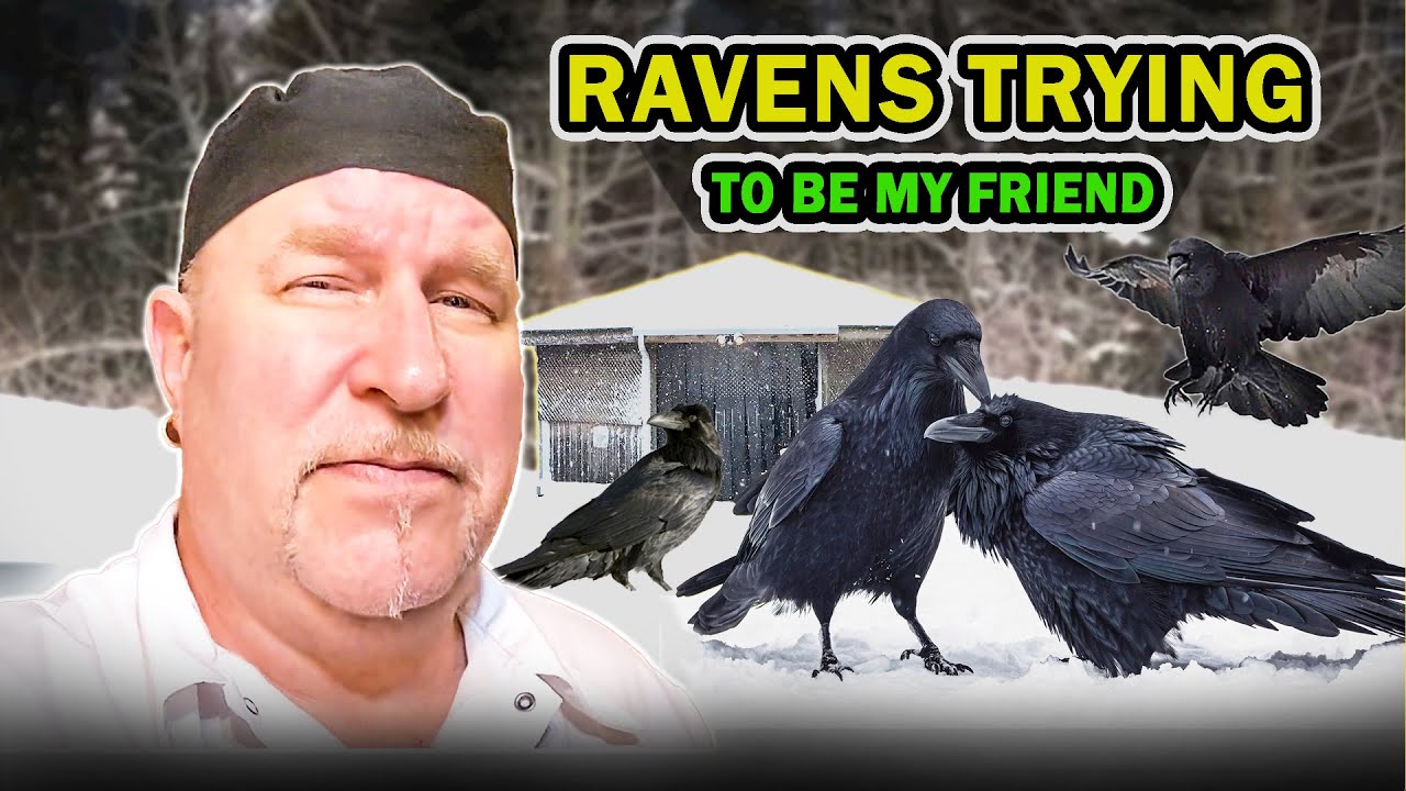 Meet Heckle & Jeckle | Friendly Ravens in Alberta 🐦 