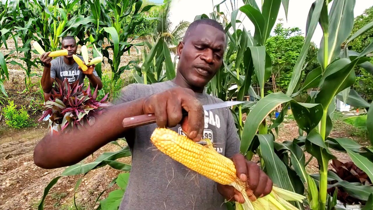 ready to eat corn, tomato is coming up beautiful