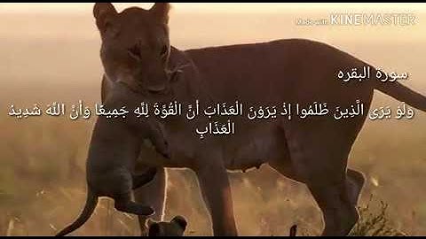 ( والذين آمنوا أشد حبا لله ) ما تيسر من سورة البقرة