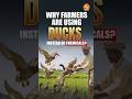 Why Farmers Are Using Ducks Instead of Chemicals