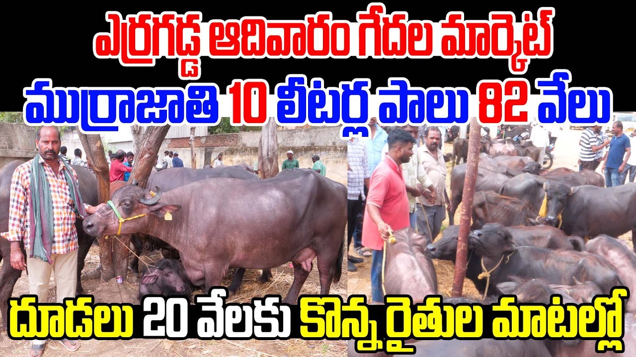 ఈవారం ఎర్రగడ్డ మార్కెట్ గేదల సమాచారం | Erragadda buffalo Market | Kiran TV Rythu