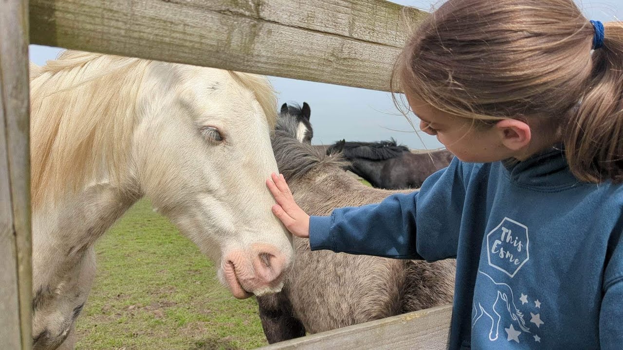 Come to Bransby Rest Home for Horses with Sophie Brown 😀 - YouTube