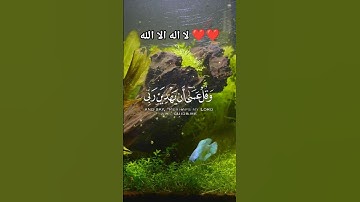 تلاوه خاشعه #القرآن_الكريم #quran