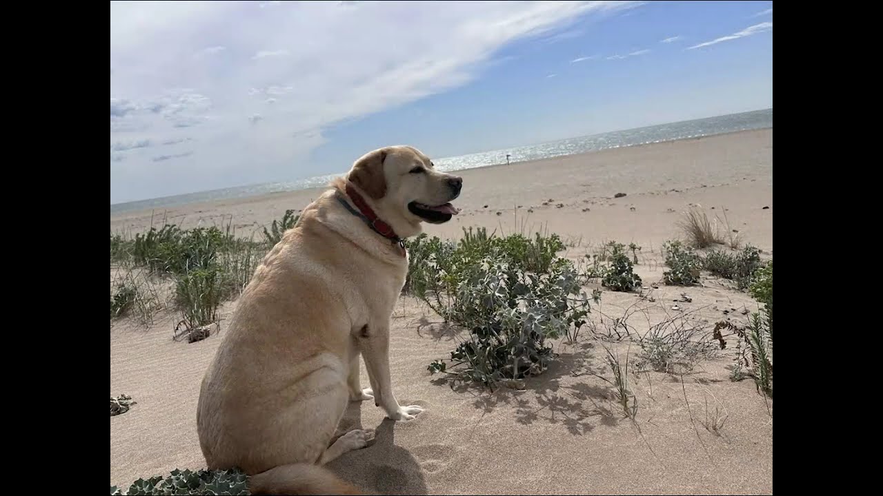 Naïa au Chichoulet 2024 1