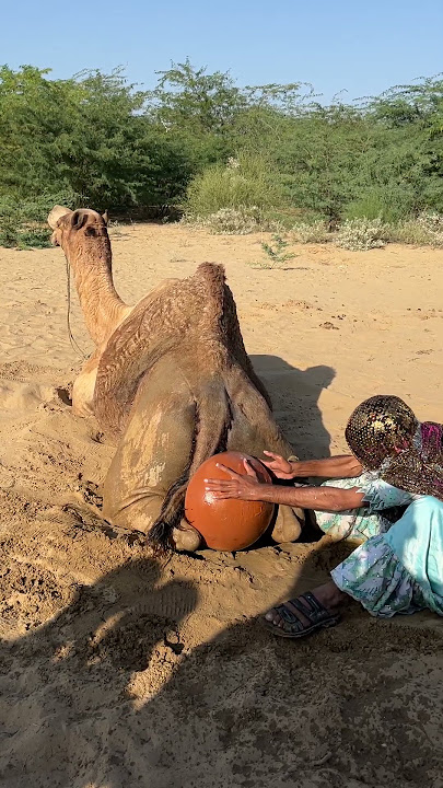 خلف الجمل، تمزح المرأة بجرّة الما