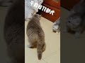 Shorts petfriends   funny dog vs cat 