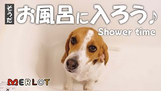 お風呂が好きなビーグル犬！（ただおやつが欲しいだけ？）/ Beagle loves shower (or only for treats?) by Merlot The Beagle 4,257 views 5 months ago 8 minutes, 29 seconds