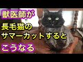 獣医師が自宅の猫をサマーカットしたらこうなりました…【長毛猫のサマーカット】