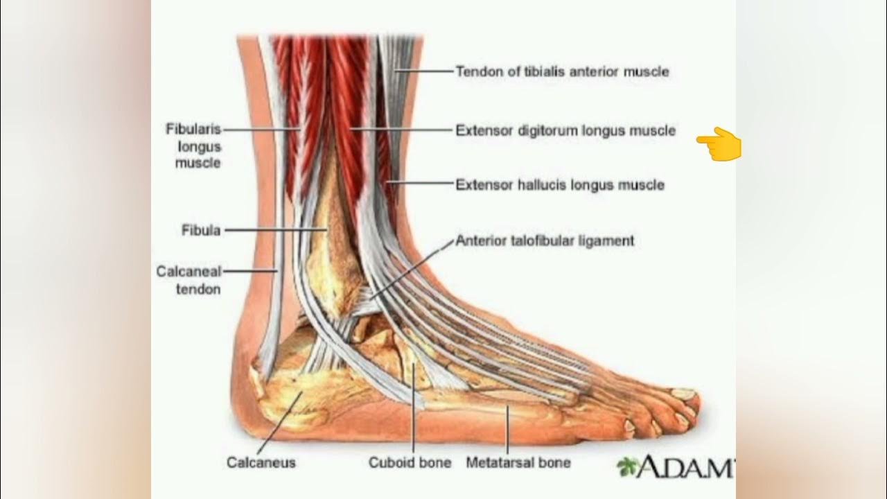 Почему болит стопа сверху. Анатомия сухожилий голени и голеностопного сустава. Мышцы голеностопного сустава анатомия. Анатомия голеностопного сустава нервы.