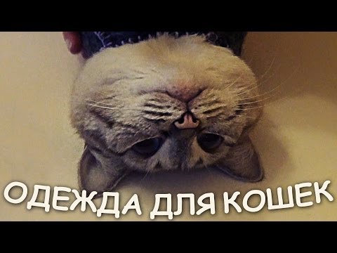 Одежда для кошек своими руками | manikyrsha.ru