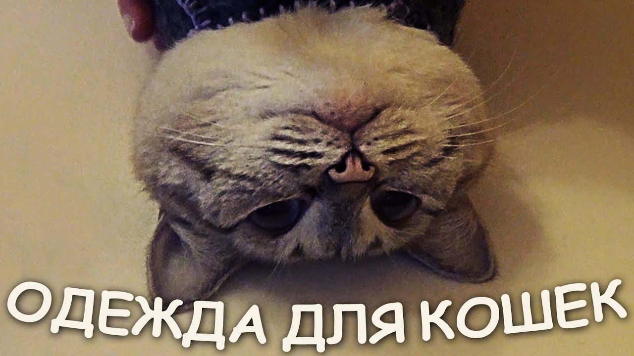 Сшить одежду кошке