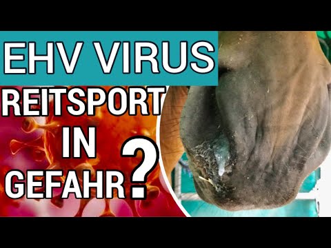 Video: Entschlüsselung Der Ersten Schlüsselschritte Bei Der Pathogenese Von Herpesvirus Typ 5 (EHV5) Bei Pferden Mithilfe Von Ex-vivo- Und In-vitro-Pferdemodellen