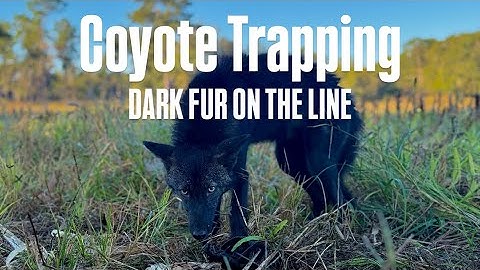 Coyote Trapping - Big Bobcats & Black Coyotes CAUGHT!!!