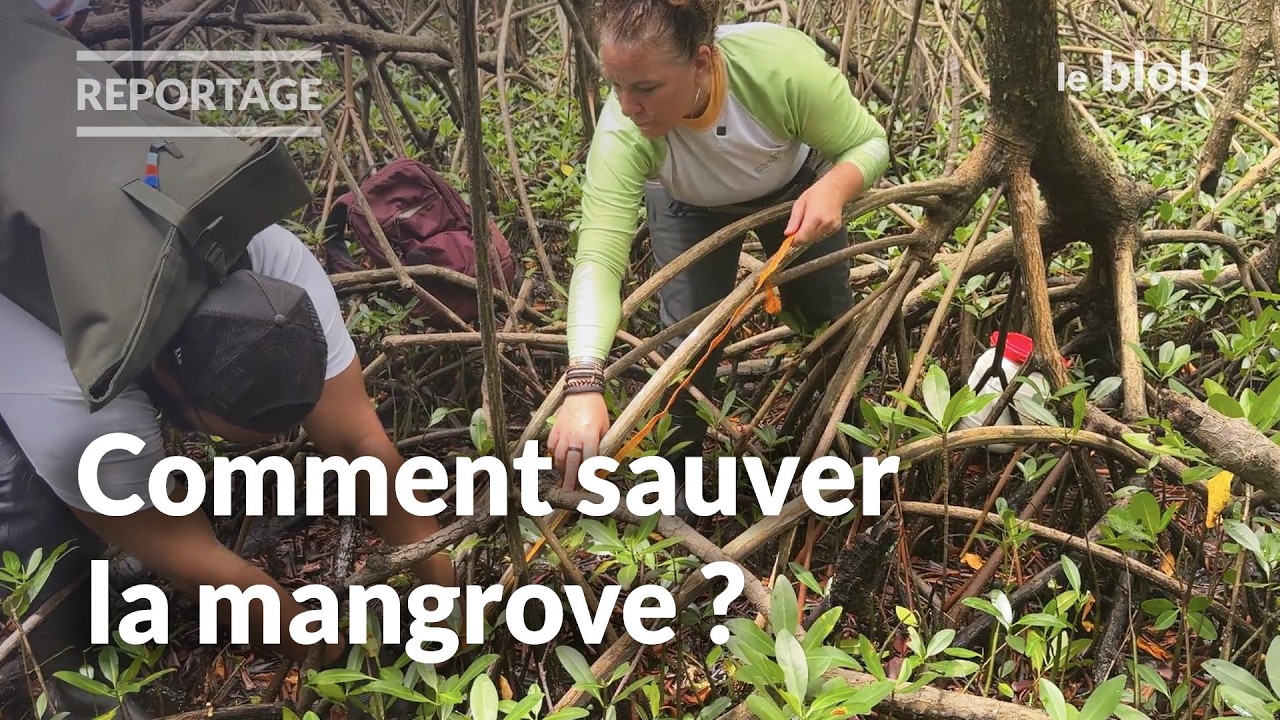 Les mangroves de Martinique : un rempart naturel menacé par la montée des eaux | Reportage