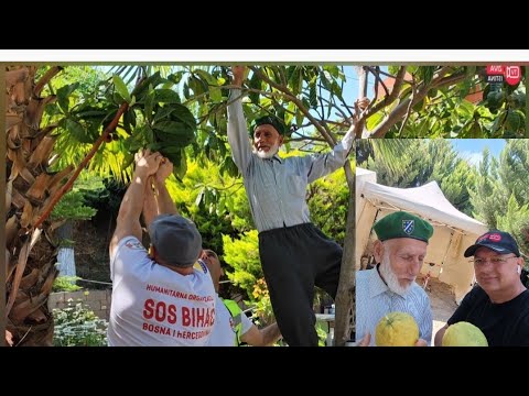 #živaistina #Hasan sa devedeset godina,popeo se na drvo,da ubere voće za nas! #hatay #turska