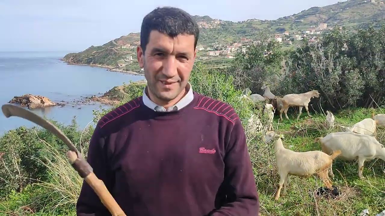 Le troupeau caprin au pâturage en Kabylie Algerie