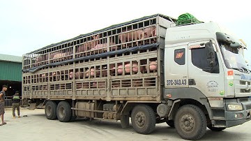 Bùng nổ. Tăng dựng đứng. Heo to nên bán ngay