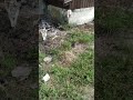 #мамакошка #кошка #котенок #котёнок #кот #коты #животные #красота