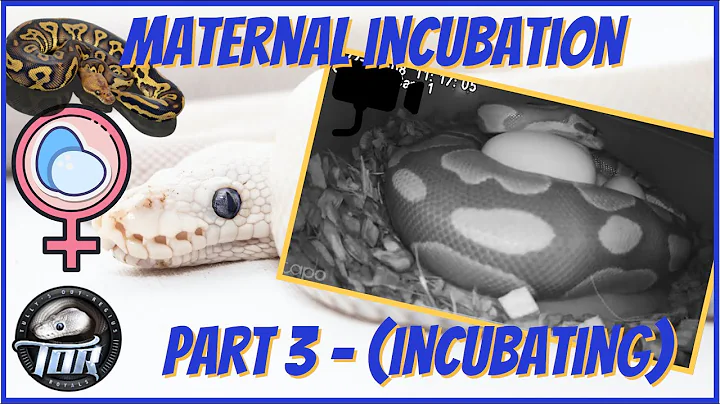 Ball Python Maternal Incubation part 3 - (Incubating)