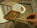 Бамбуковый хлопок (bird trap).AVI