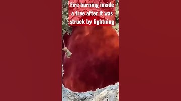 Fire burning inside a tree after it was struck by lightning