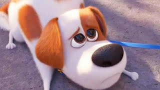 كلب صغير بيتوه من صحبتة في المدينة وحيونات الشوارع بتهجمة لانه ضعيف لكن بيقدر يهزمهم | Life Of Pets