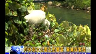 1040429【大新店地方新聞】坪林親水公園生態豐富 鷺鷥群繁殖