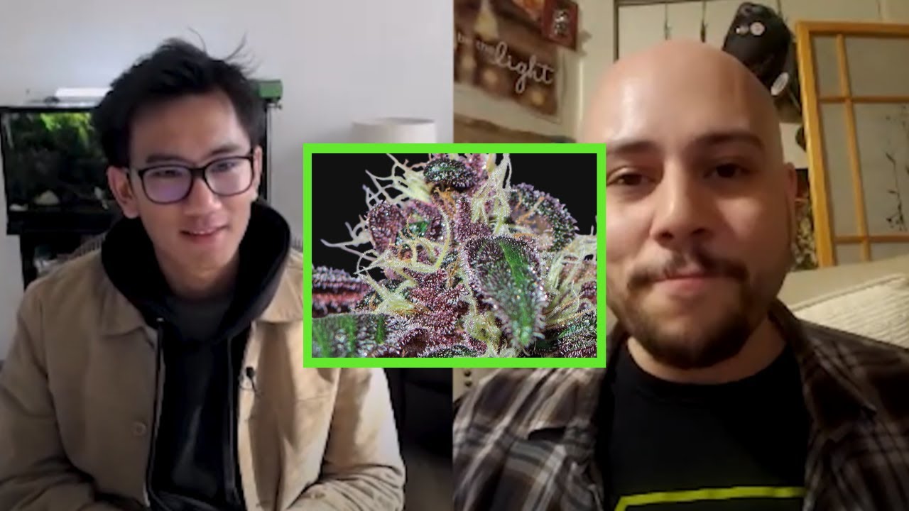 The Greatest Combination: Ayahuassa Purple