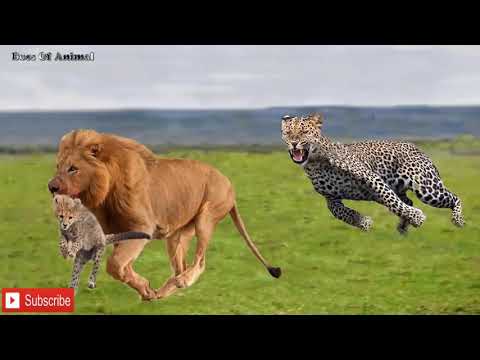 Epic battle of Animal 2019 - Mother Cheetah try rescues the Cubs from Lion | Hyena vs Wild dog, Lion