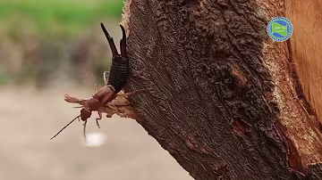 Full documentary| the European earwig| amazing creature|#insect