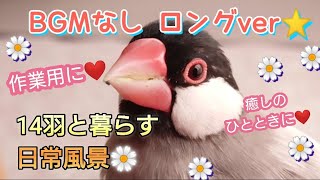 【文鳥】BGMなしロングver☆癒しのひとときに♪放鳥タイム詰め合わせ☆