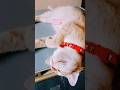 How orange cats chill in a silly way?🥹🪅#cat #kitten #catvideos #pets #animals #shortsfeed #shorts